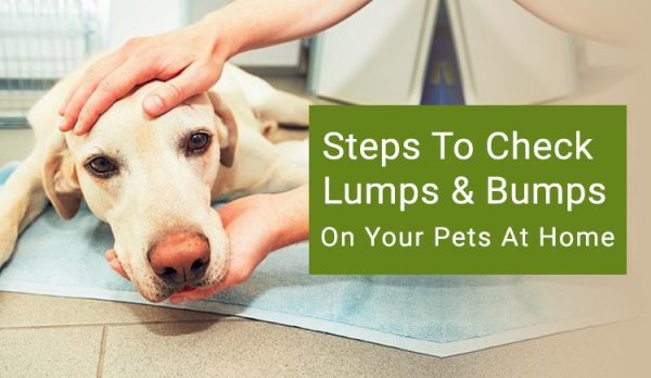 Steps to check lumps and bumps on your pets at home
