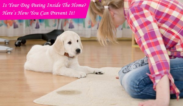 Dog Peeing inside home