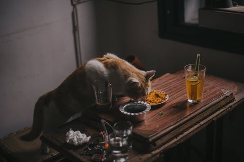 Pet Proof Home