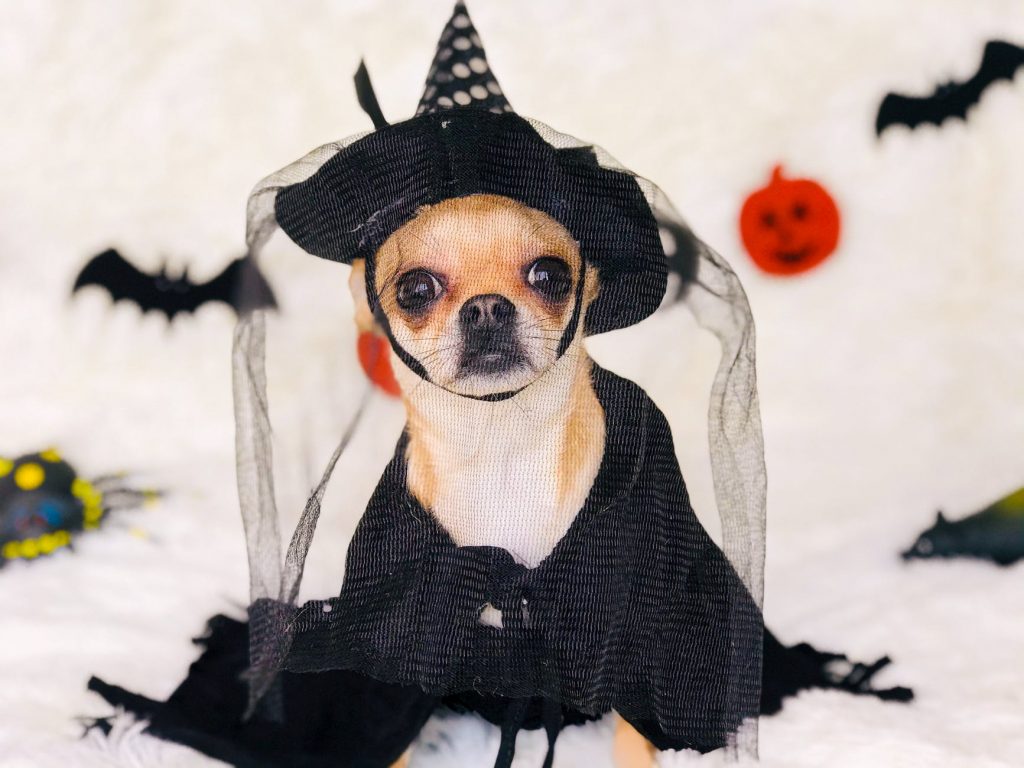 Halloween Costumes