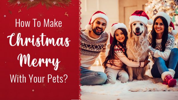Christmas with pets