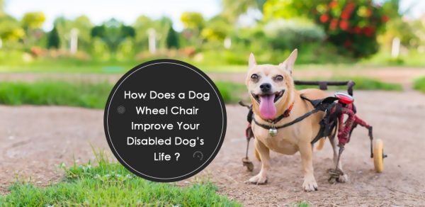 How Does a Dog Wheelchair Improve Your Disabled Dog’s Life?