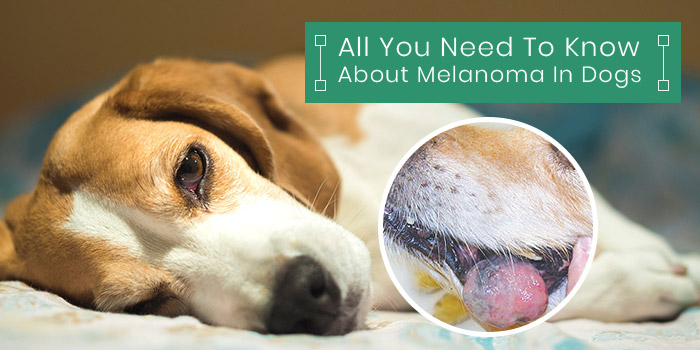 All you need to know about Melonama in dogs