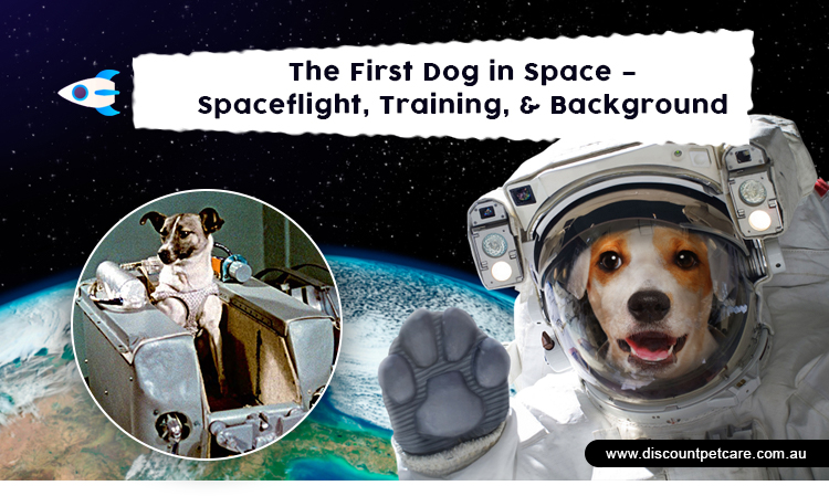 The First Dog in Space – Spaceflight, Training, & Background |  DiscountPetCare