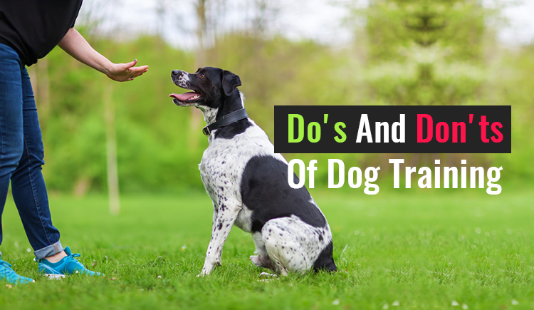 The Do's And Dont's Of Dog Training