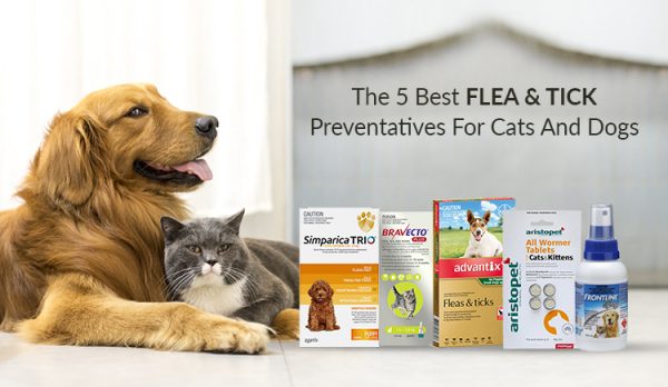 The 5 Best Flea And Tick Preventatives For Cats And Dogs