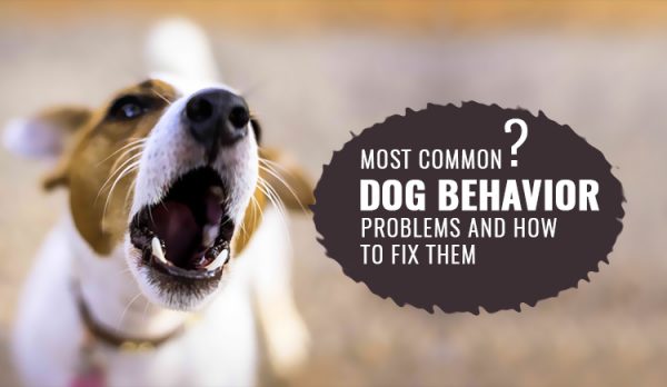 Most Common Dog Behavior Problems and How To Fix Them