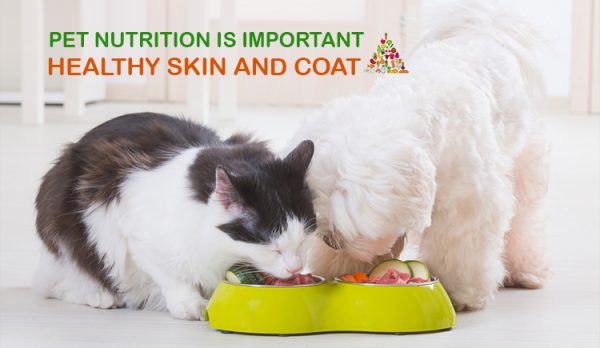 Pet Nutrition Is Important for Healthy Skin and Coat