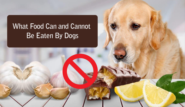 What Food Can and Cannot Be Eaten By Dogs