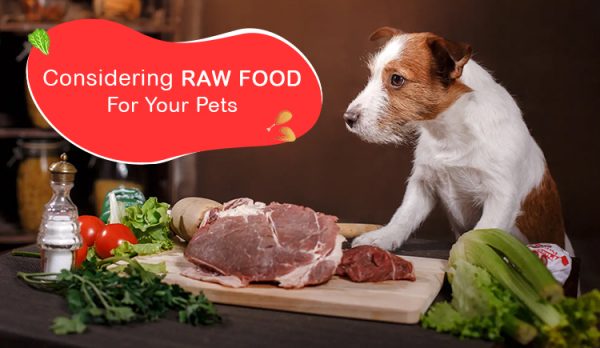 Considering Raw Food for Your Pet