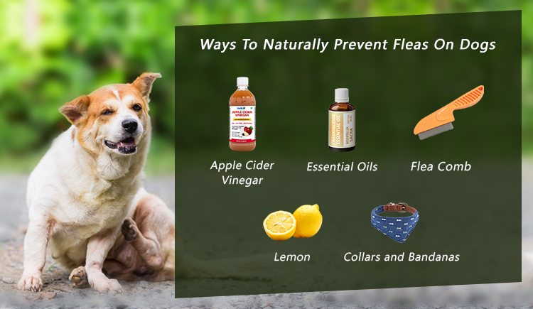 Ways To Naturally Prevent Fleas On Dogs