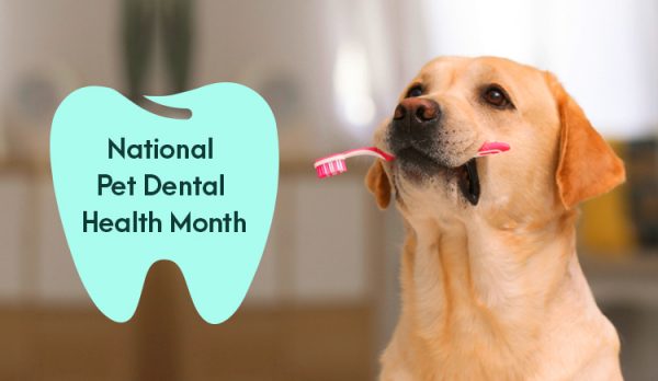 National Pet Dental Health Month: