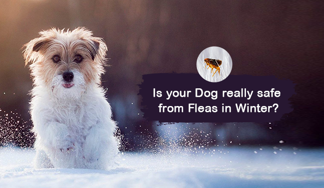 Is Your Dog Really Safe From Flea In Winter?