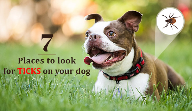 7 Places to look for ticks on your dog