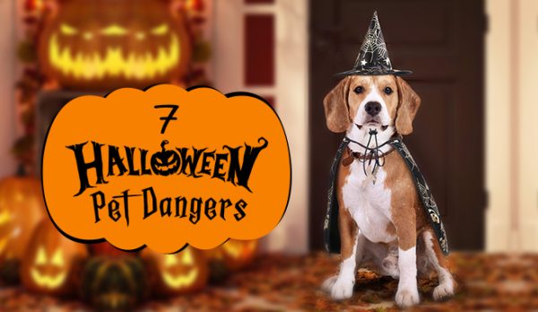 Top 7 Halloween Pet Dangers