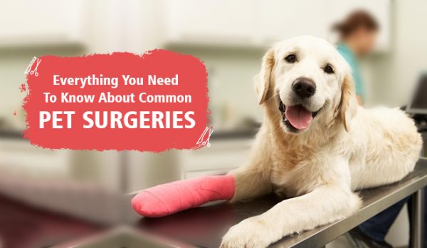 Everything You Need To Know About Common Pet Surgeries