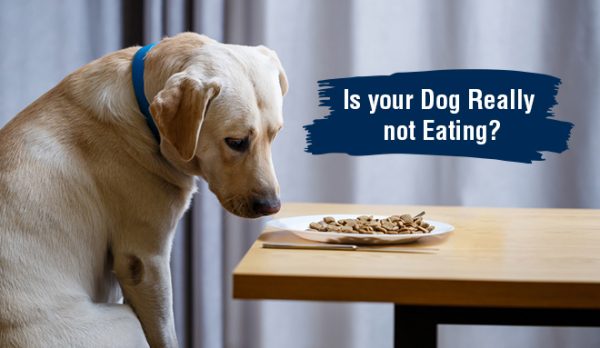 Is your Dog really not eating?