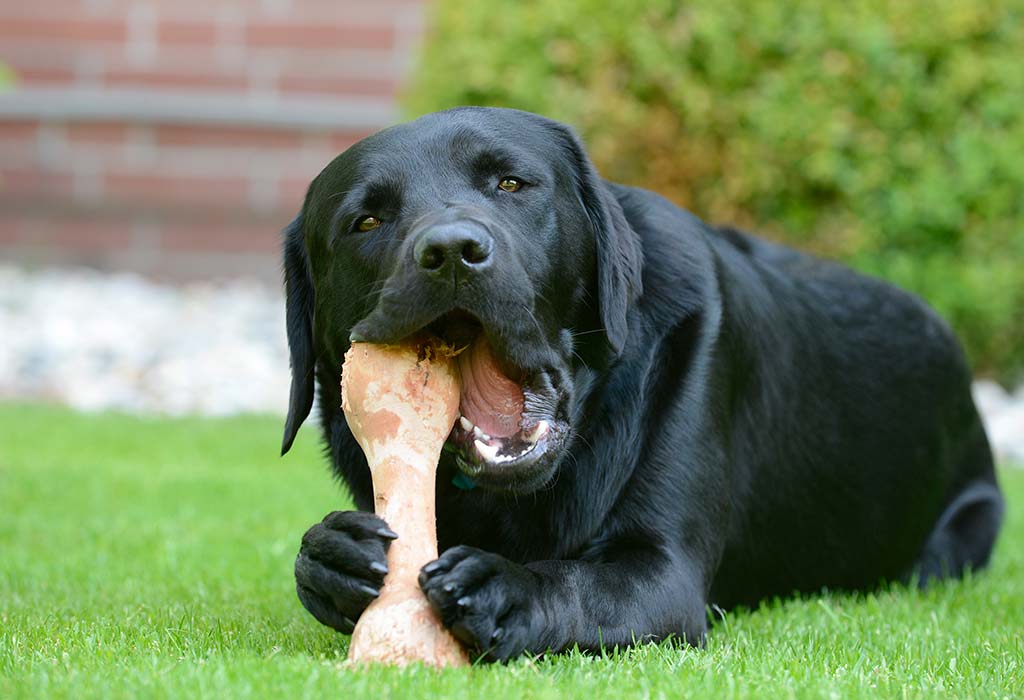 Can Dogs Eat Any Kind of Bone