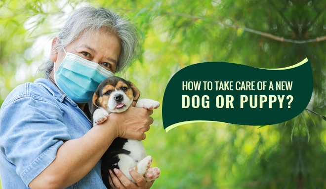 How to take care of a new dog or puppy?