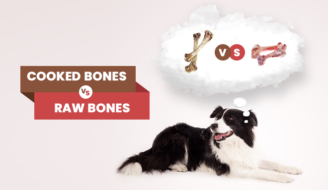 Is it better to feed cooked or raw bone