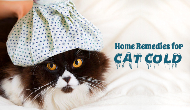 Home Remedies for Cat Colds
