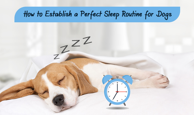How to Establish a Perfect Sleep Routine for Dogs