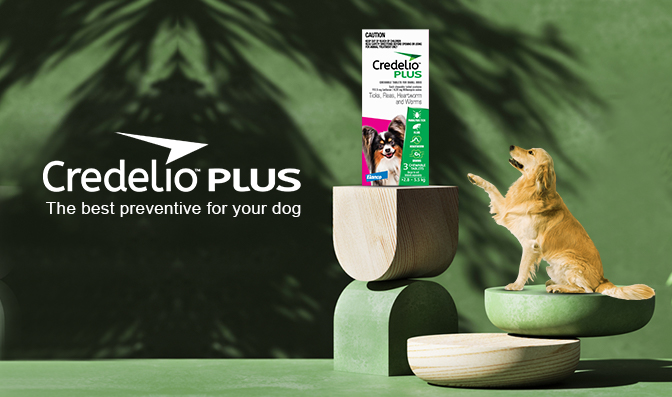 Credelio Plus - the best preventive for your dog
