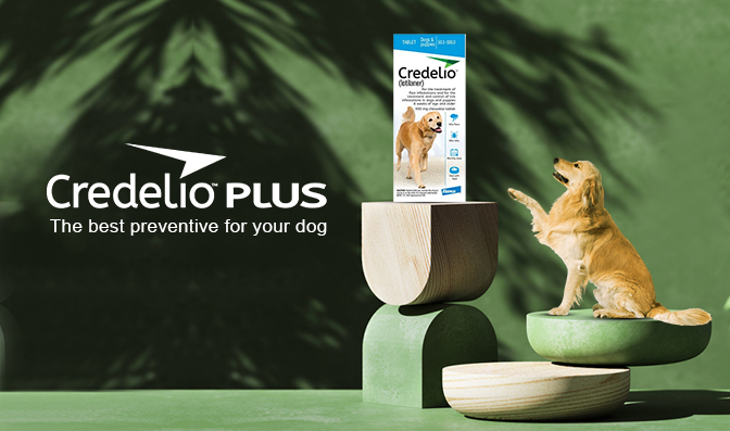 Credelio Plus - The best preventive for your dog