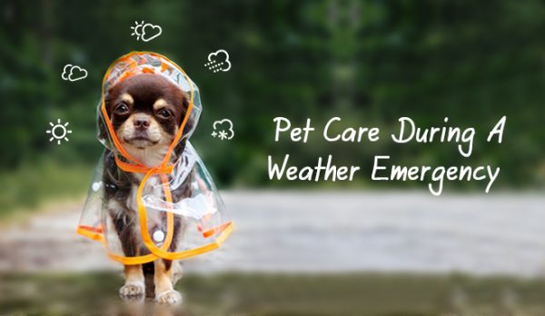 Pet Care During A Weather Emergency