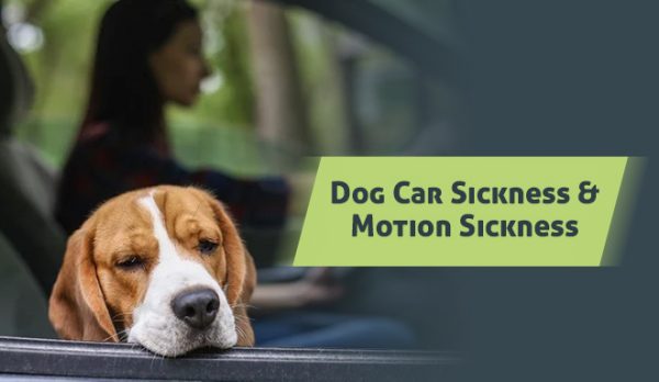 Car Sickness and Motion Sickness in Dogs