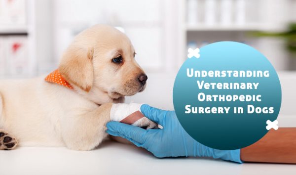 Understanding Veterinary Orthopedic Surgery in Dogs