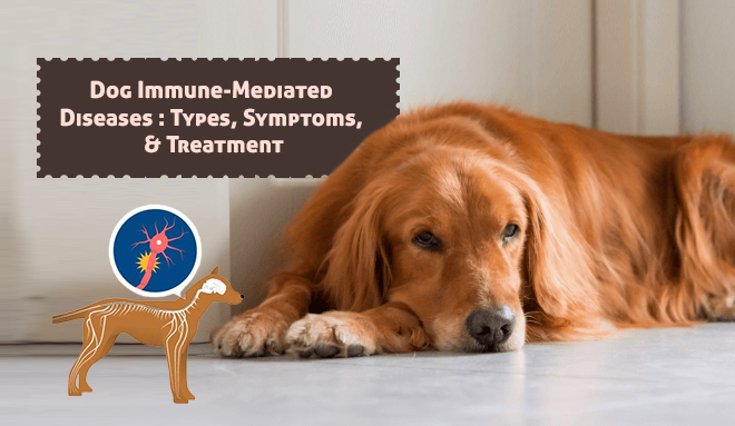 Dog Immune-Mediated Diseases: Types, Symptoms, & Treatment