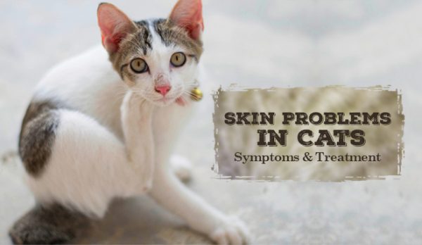 Skin Problems In Cats: Symptoms And Treatment