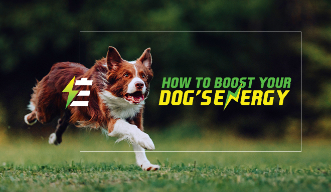 How To Boost Your Dog’s Energy