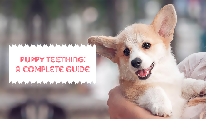 Puppy Teething: A Complete Guide