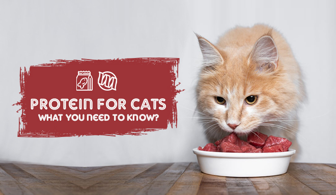 Protein for Cats: what you need to know