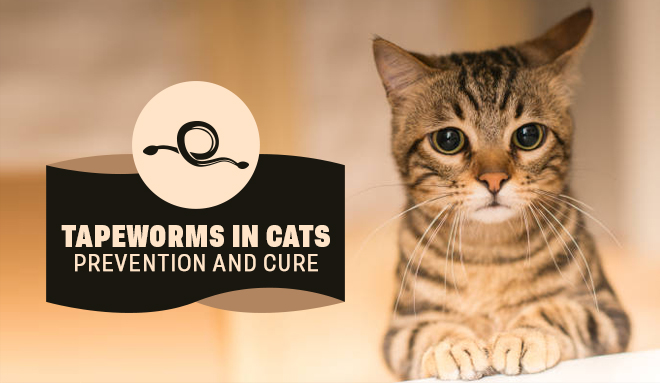 Tapeworms in Cats: Prevention and Cure