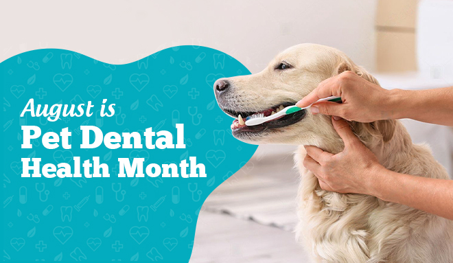 August is Pet Dental Health Month