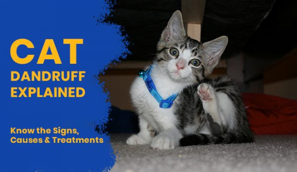 Cat Dandruff Explained – Know the Signs, Causes & Treatments