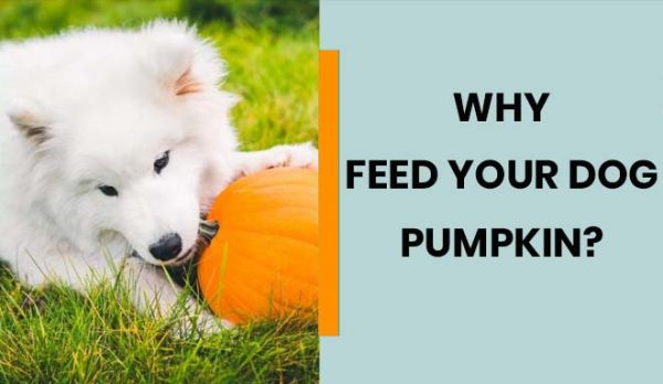Why feed your dog pumpkin?