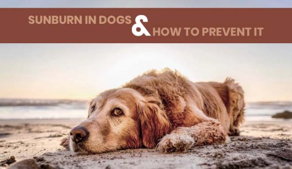 Sunburn in Dogs & How to Prevent it
