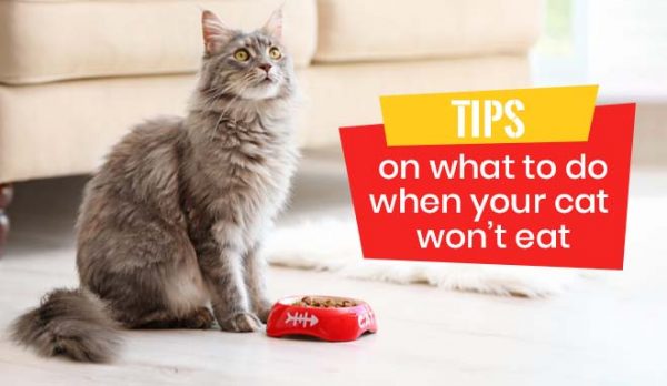 Tips on what to do when your cat won’t eat