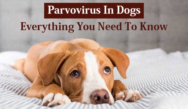 Parvovirus In Dogs: Everything You Need To Know
