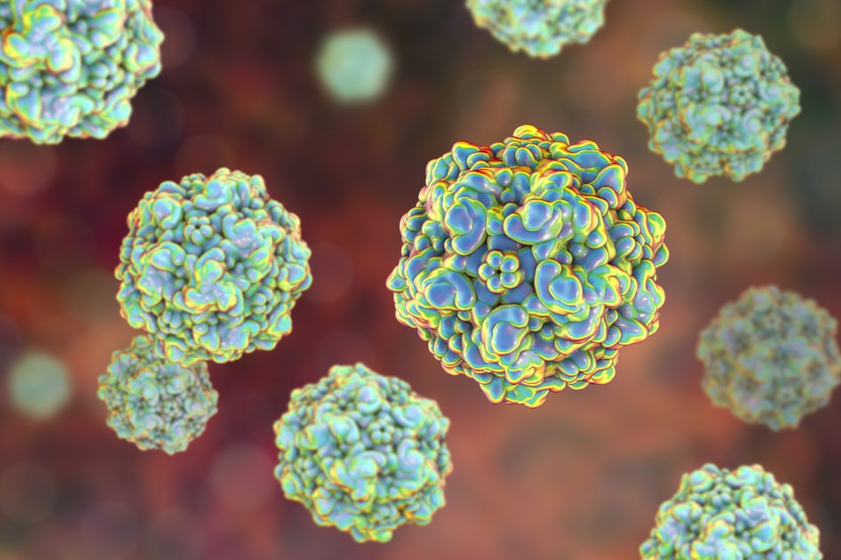 Parvovirus In Rabbits Everything You Need To Know - toz69zy