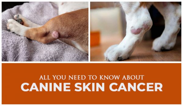 All You Need To Know About Canine Skin Cancer