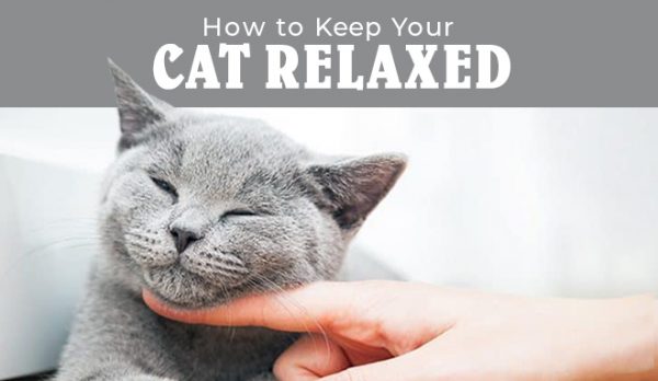 How to Keep Your Cat Relaxed