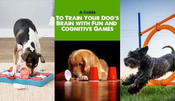 A Guide to Train Your Dog’s Brain with Fun and Cognitive Games