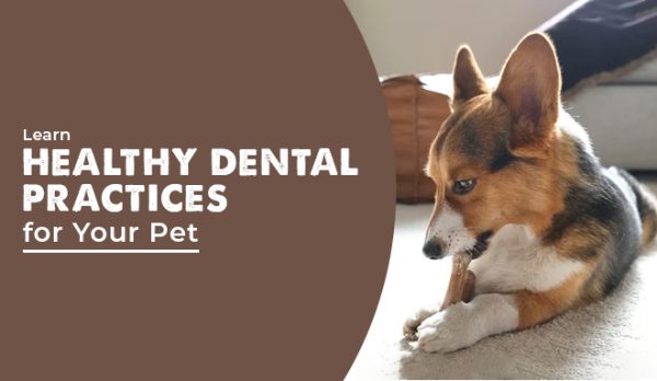 Learn Healthy Dental Practices for Your Pet