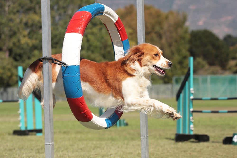 Agility Course