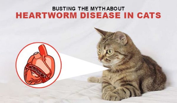 Busting the Myth About Heartworm Disease in Cats
